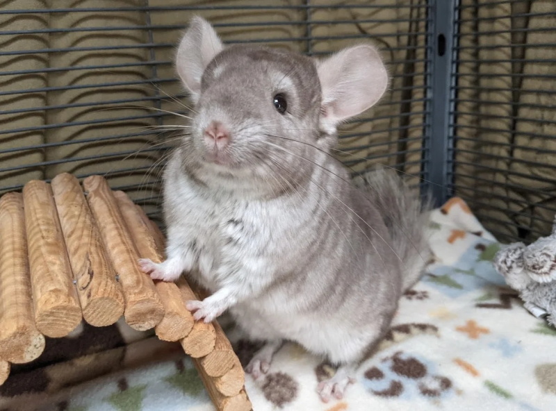 How to Do A Dust Bath for Your Chinchilla and Why Its Important 2