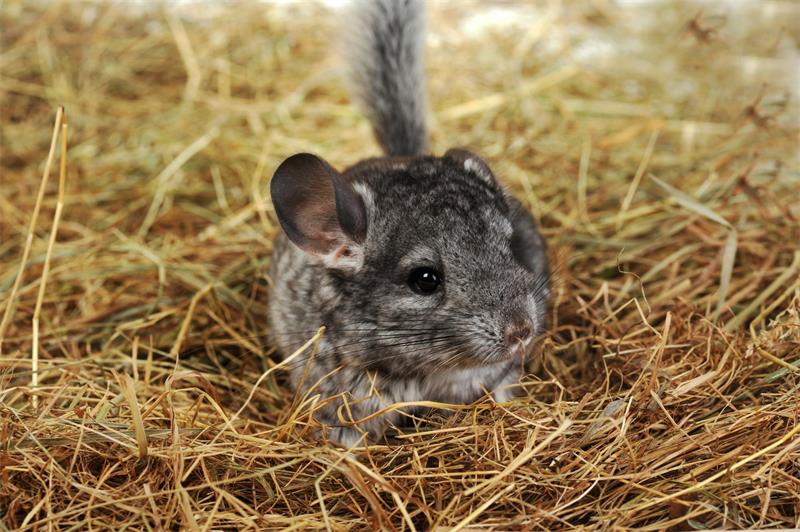 How to Do A Dust Bath for Your Chinchilla and Why Its Important 3