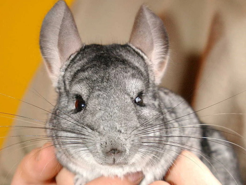 How to Do A Dust Bath for Your Chinchilla and Why Its Important