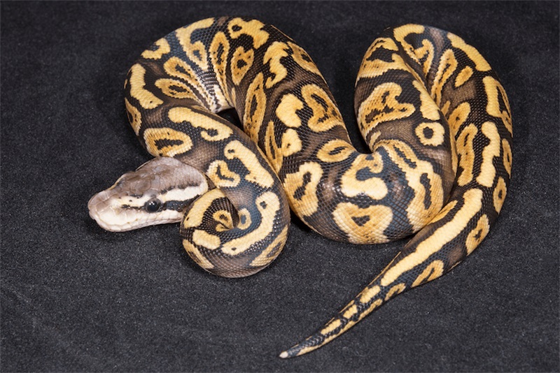 How to Feed Your Ball Python the Right Way 3