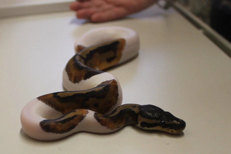 How to Feed Your Ball Python the Right Way 4