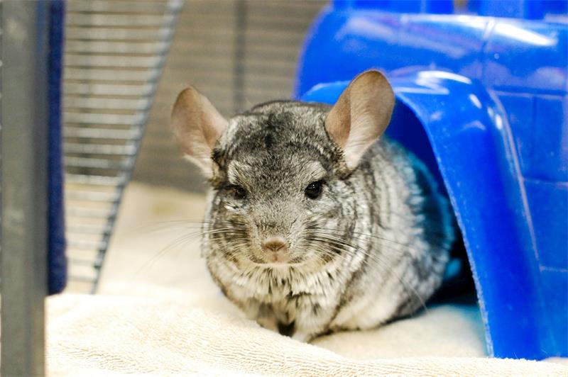 How to Groom Your Chinchilla and Trim Their Nails 2