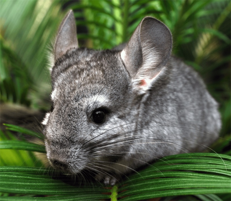 How to Groom Your Chinchilla and Trim Their Nails 4