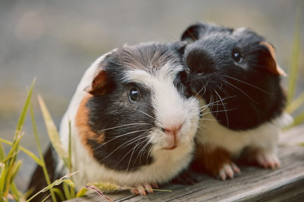 How to Introduce Guinea Pigs to Each Other A Complete Guide