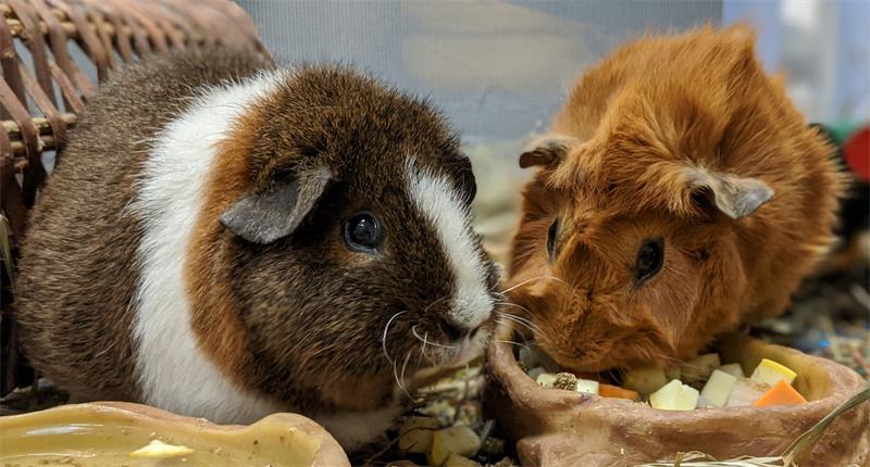 How to Introduce Guinea Pigs to Each Other A Complete Guide 2