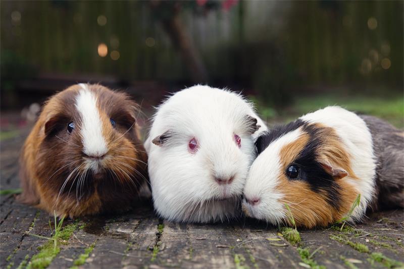 How to Introduce Guinea Pigs to Each Other A Complete Guide 3