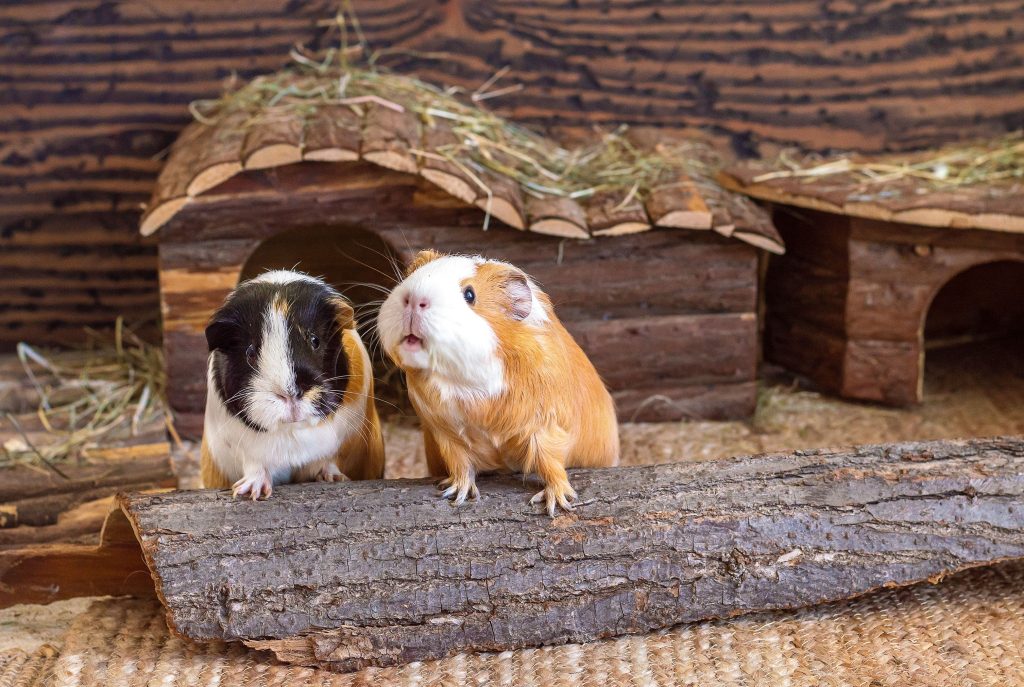 How to Introduce Guinea Pigs to Each Other A Complete Guide 4