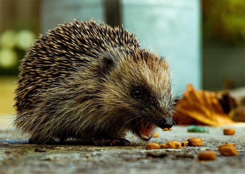 How to Keep Your Hedgehog Clean and Healthy 4
