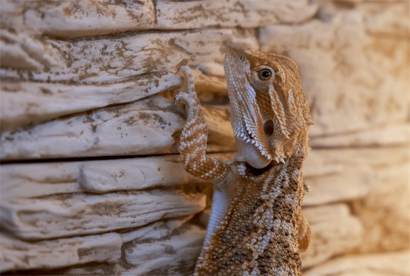 How to Pick Up a Bearded Dragon The Right Way 3