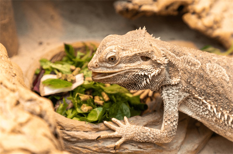 How to Pick Up a Bearded Dragon The Right Way