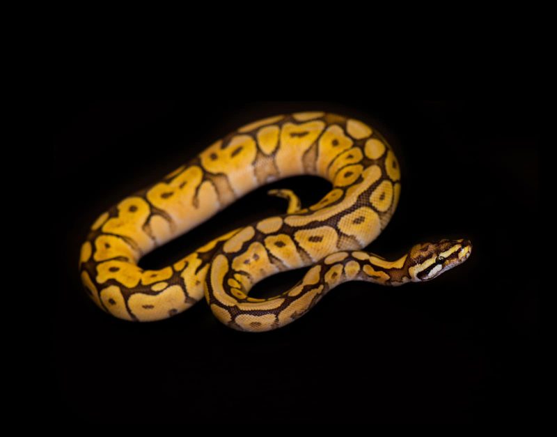 How to Provide A Stimulating and Rewarding Life for Your Ball Python 2