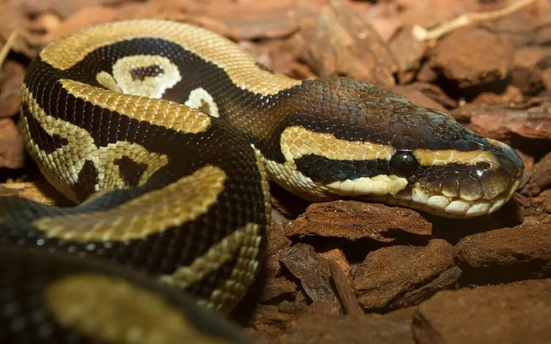 How to Provide A Stimulating and Rewarding Life for Your Ball Python