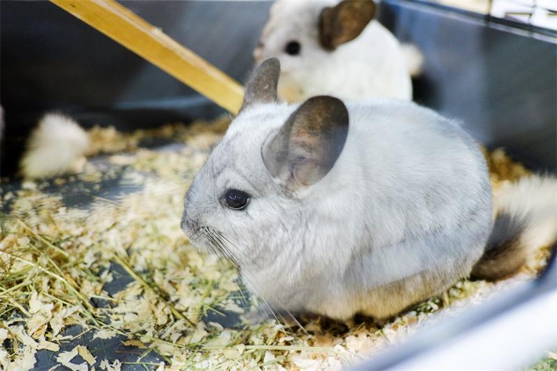 How to Recognize and Treat Common Health Problems in Chinchillas 2