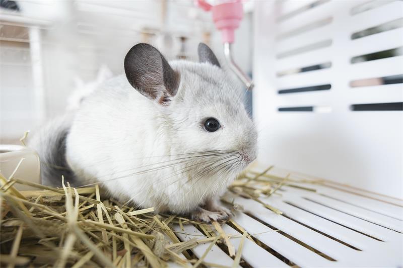 How to Recognize and Treat Common Health Problems in Chinchillas