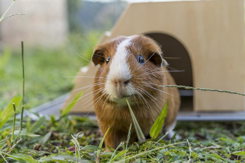 How to Take Care of Your Guinea Pig 2
