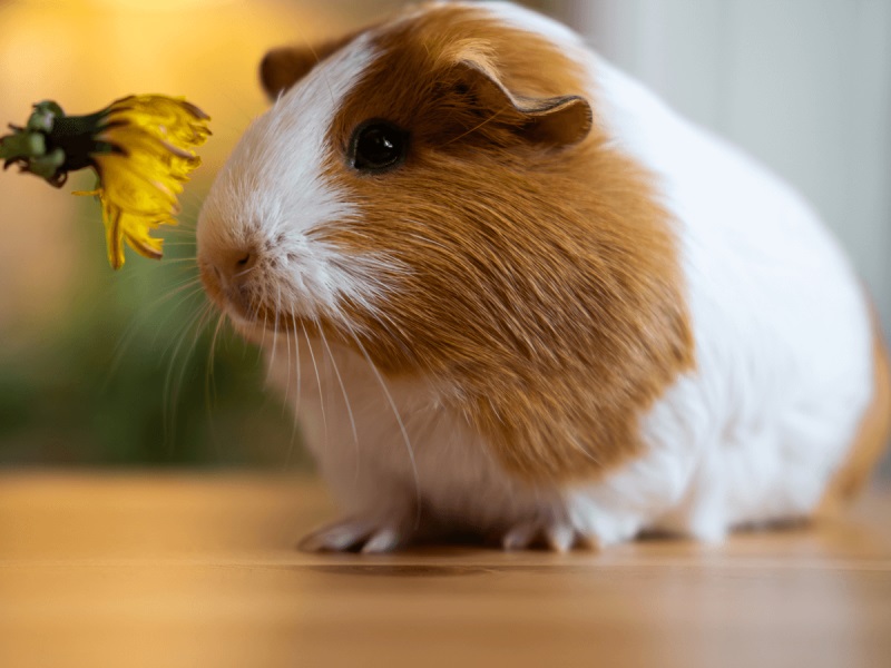 How to Take Care of Your Guinea Pig