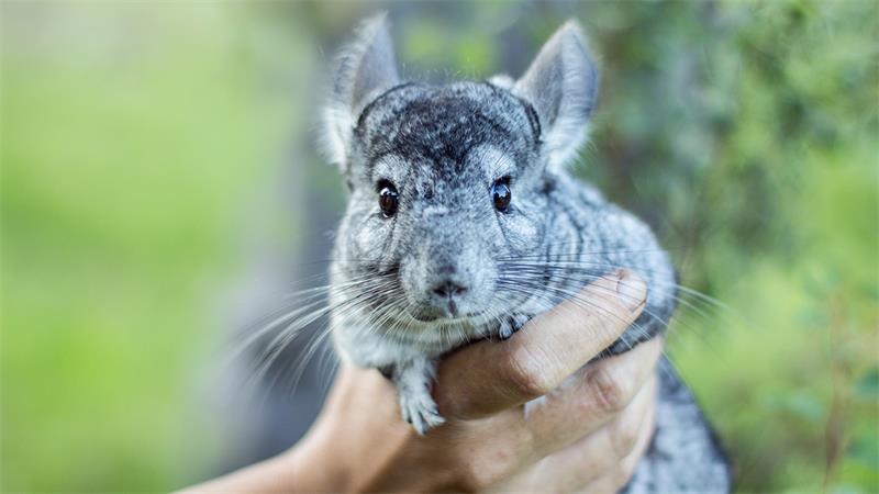 How to Tame and Handle Your Chinchilla 3