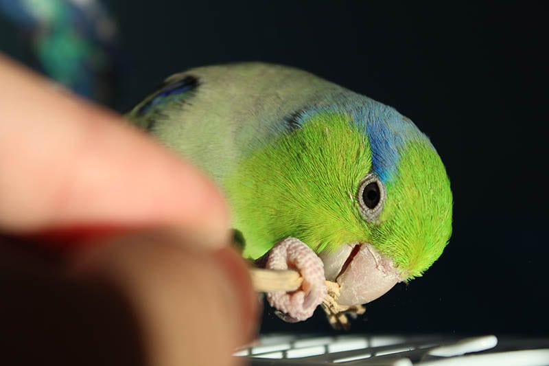 How to Teach Your Parrotlet to Talk A Comprehensive Guide 3