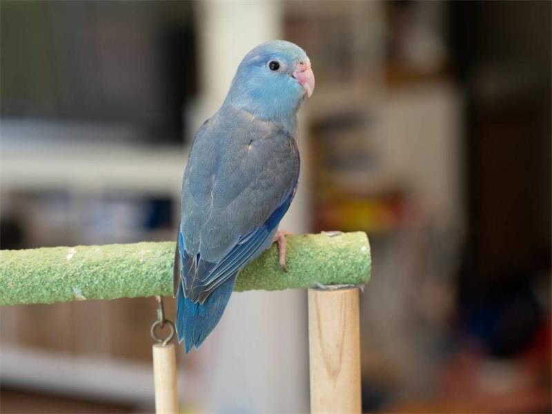 How to Teach Your Parrotlet to Talk A Comprehensive Guide 4