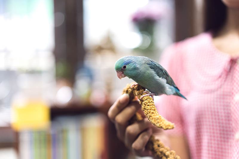 How to Teach Your Parrotlet to Talk A Comprehensive Guide 5
