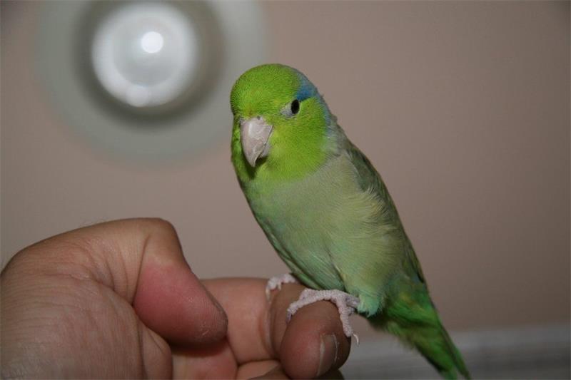 How to Teach Your Parrotlet to Talk A Comprehensive Guide 6