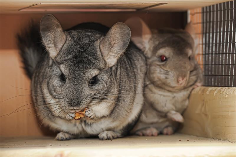 How to Tell If Your Chinchilla Is Happy or Unhappy 2