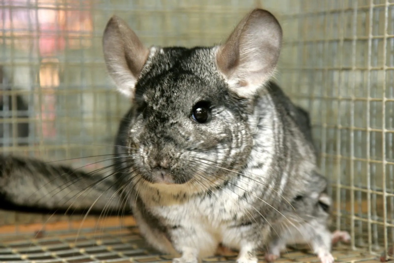 How to Tell If Your Chinchilla Is Happy or Unhappy 3