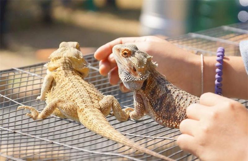 How to Tell the Age of Your Bearded Dragon 4 Ways to Find Out