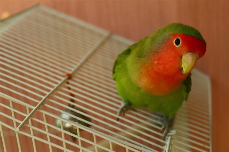 How to Train Your Pet Bird to Live Without a Cage and Not Fly Away 4