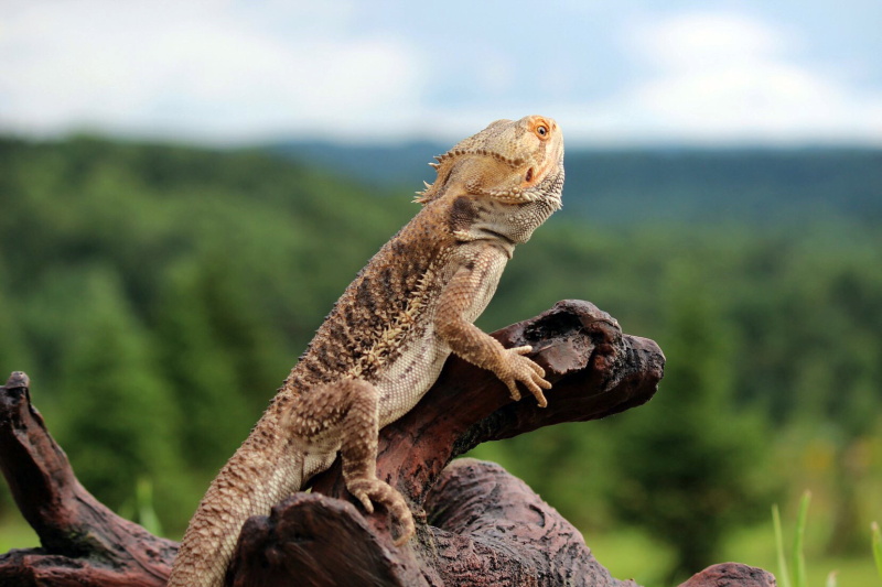 How to Travel with Your Bearded Dragon 2