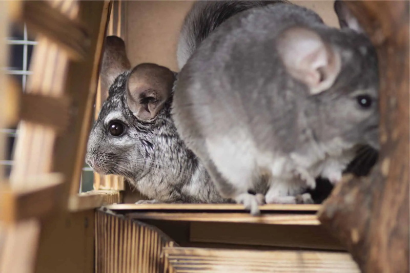 How to Travel with Your Chinchilla or Find a Good Sitter 2