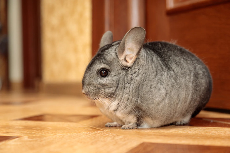 How to Travel with Your Chinchilla or Find a Good Sitter 3