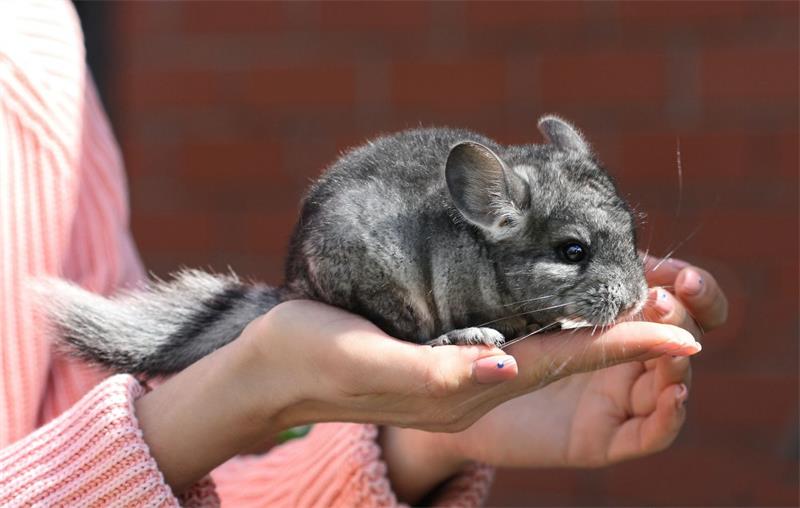 How to Travel with Your Chinchilla or Find a Good Sitter