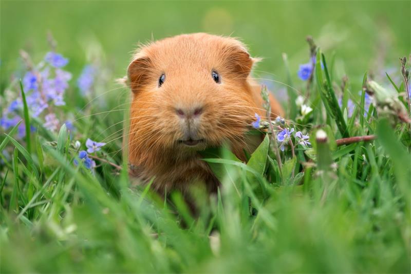 How to Travel with Your Guinea Pigs Safely and Comfortably 2