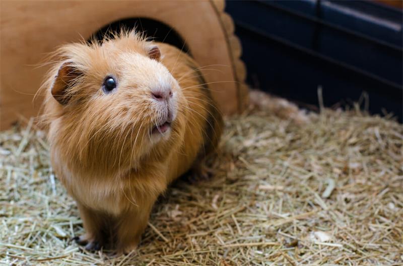 How to Travel with Your Guinea Pigs Safely and Comfortably 3