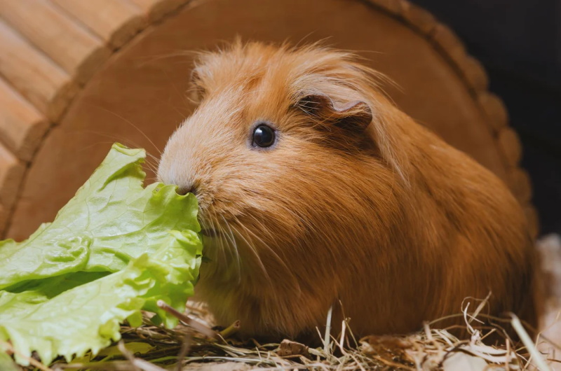 How to Travel with Your Guinea Pigs Safely and Comfortably 4