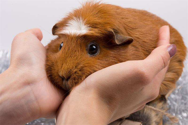 How to Travel with Your Guinea Pigs Safely and Comfortably