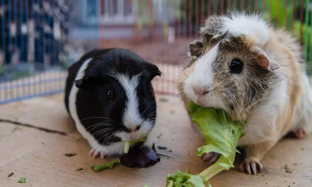 The Best Time to Feed Your Guinea Pigs and What to Avoid