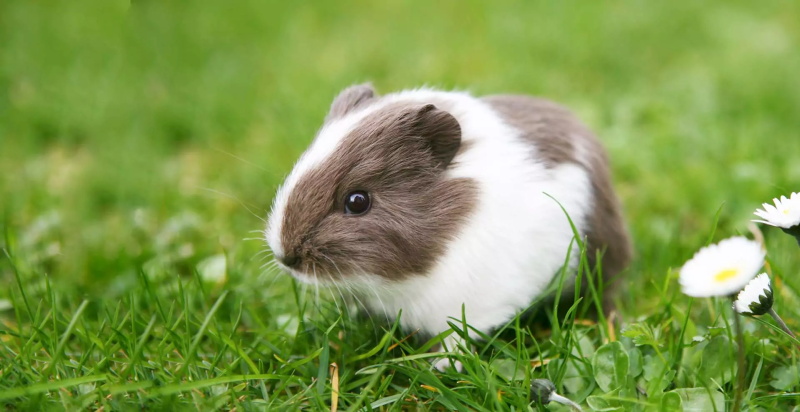 The Best Time to Feed Your Guinea Pigs and What to Avoid 3