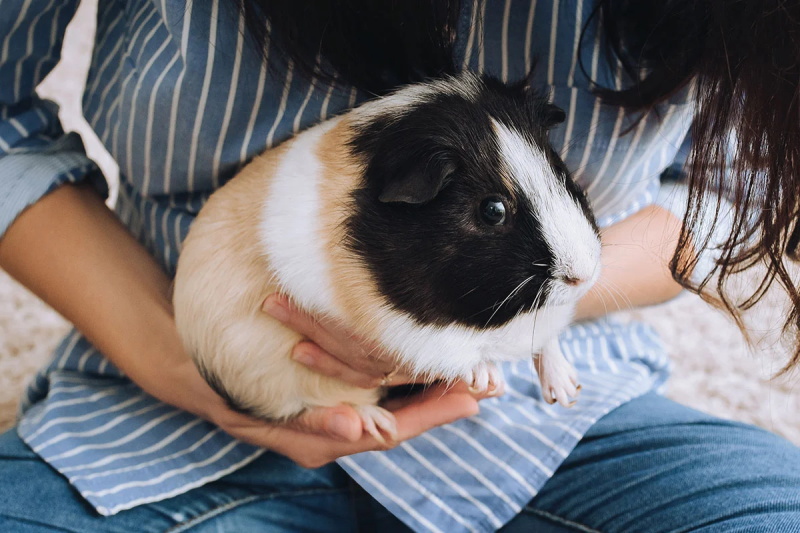 The Best Time to Feed Your Guinea Pigs and What to Avoid
