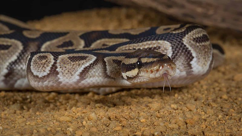 The Complete Guide to Ball Python Shedding 2