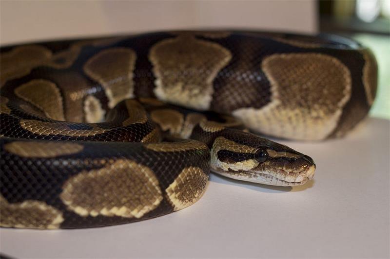 The Complete Guide to Ball Python Shedding 3