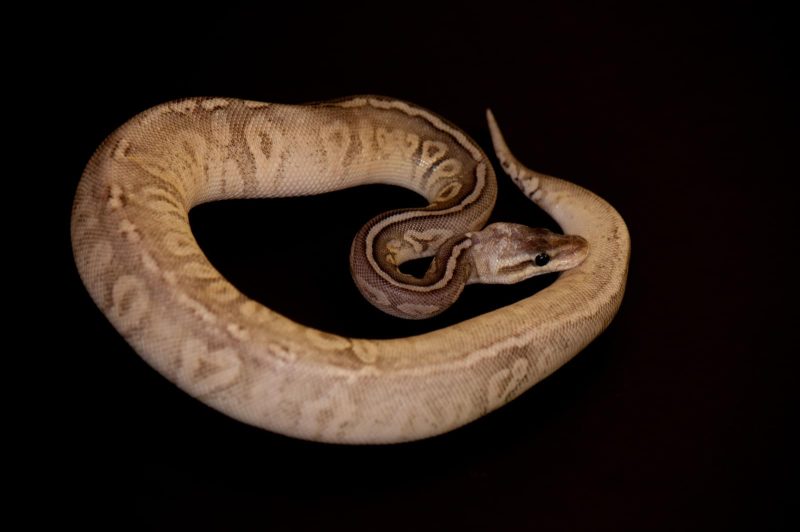 The Complete Guide to Ball Python Shedding 4