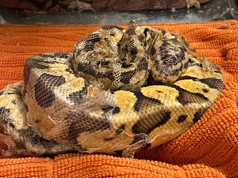 The Complete Guide to Ball Python Shedding