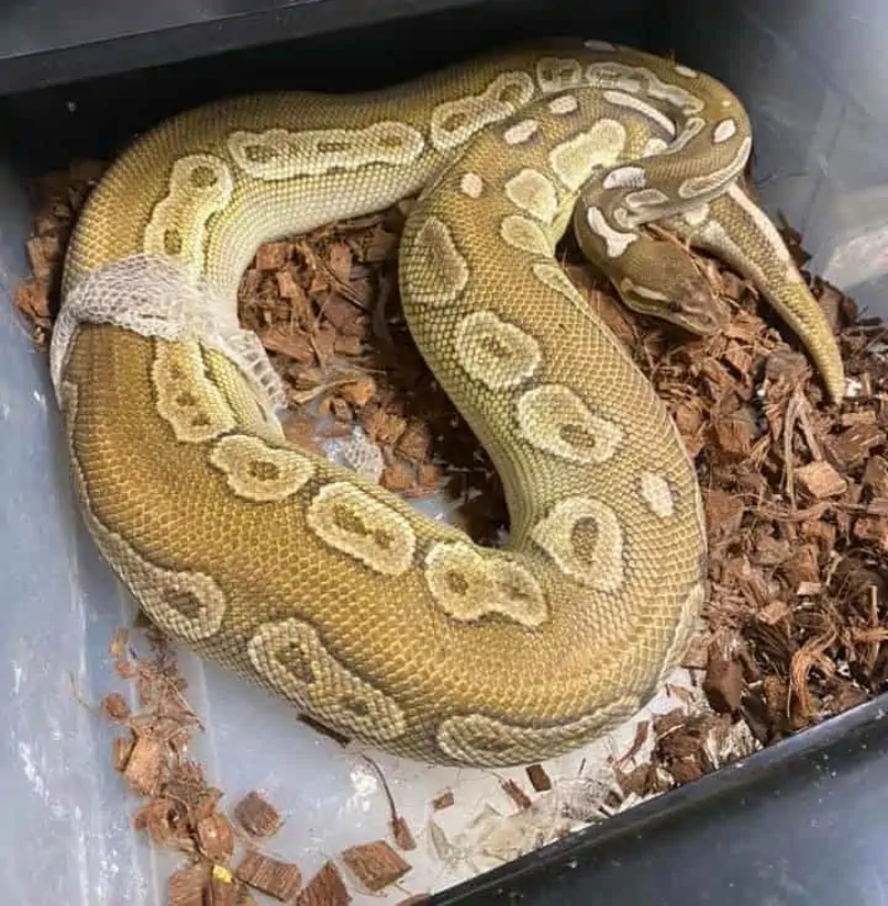 The Complete Guide to Ball Python Shedding1