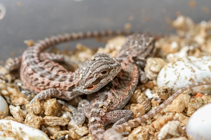 The Complete Guide to Hatching Bearded Dragon Eggs