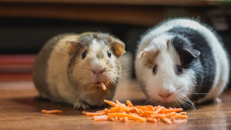 The Nutritional Needs and Dietary Guidelines for Guinea Pigs 2