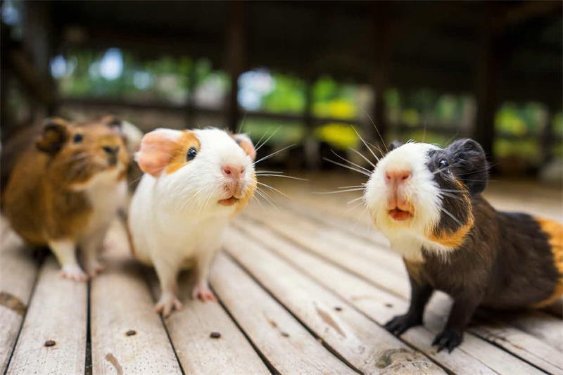 The Nutritional Needs and Dietary Guidelines for Guinea Pigs 3