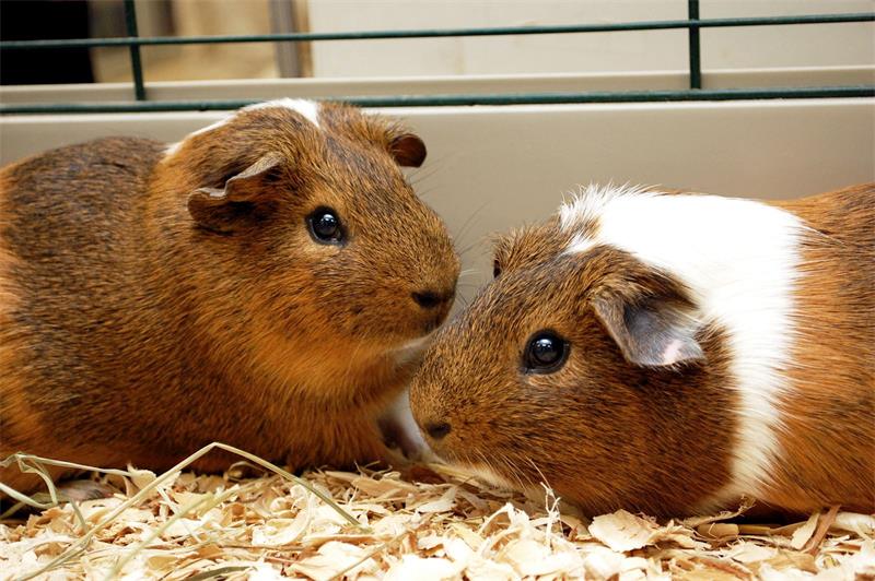 The Nutritional Needs and Dietary Guidelines for Guinea Pigs