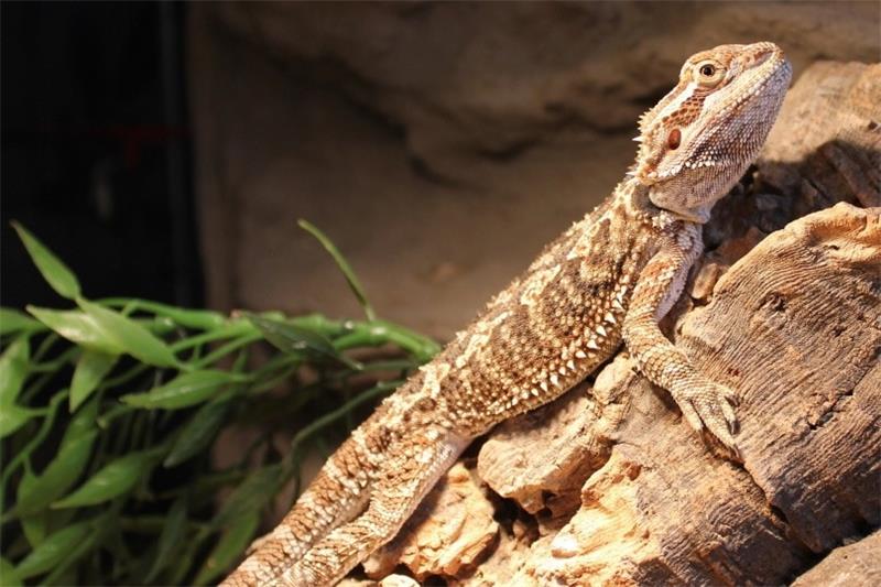 What Do Bearded Dragons Eat A Complete Guide to Their Diet and Nutrition 5